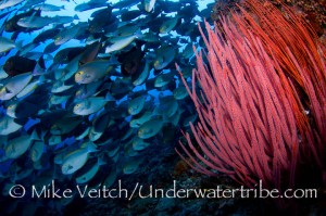 Seawhips and Schooling Surgeonfish